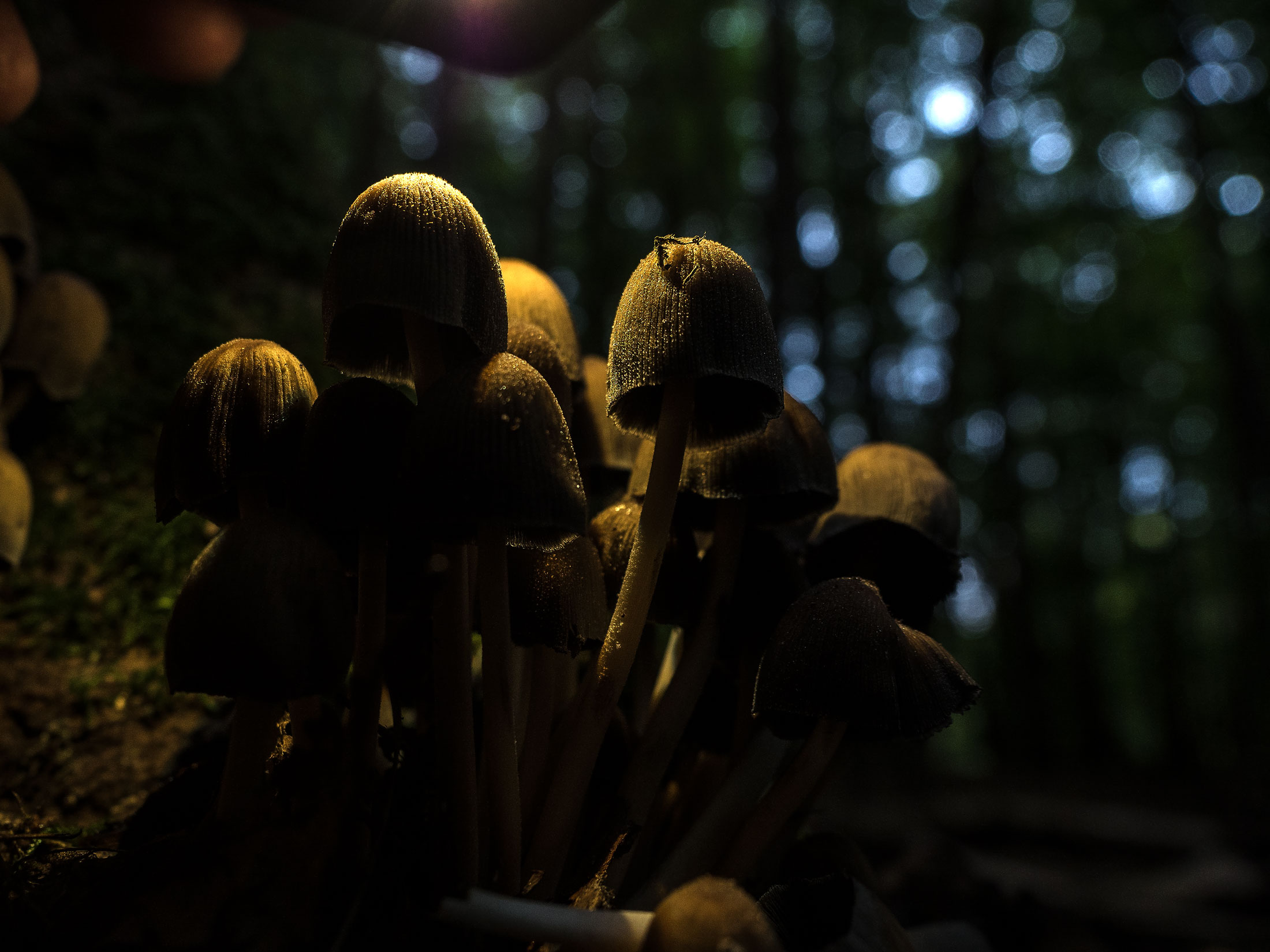 Pilzkultur im Wald. Foto: Hufner