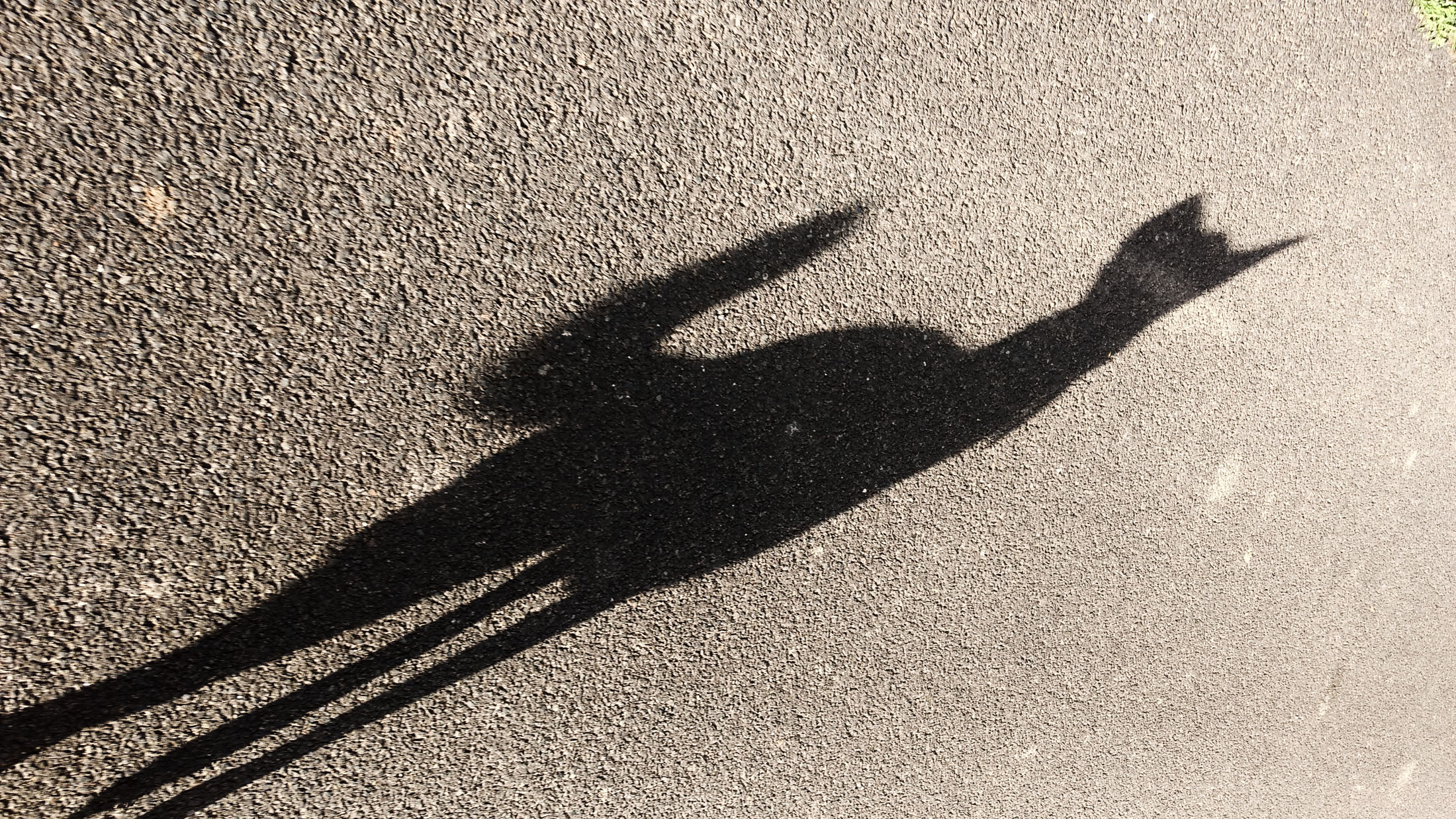 Ein Schatten der Erkenntnis. Foto: Hufner