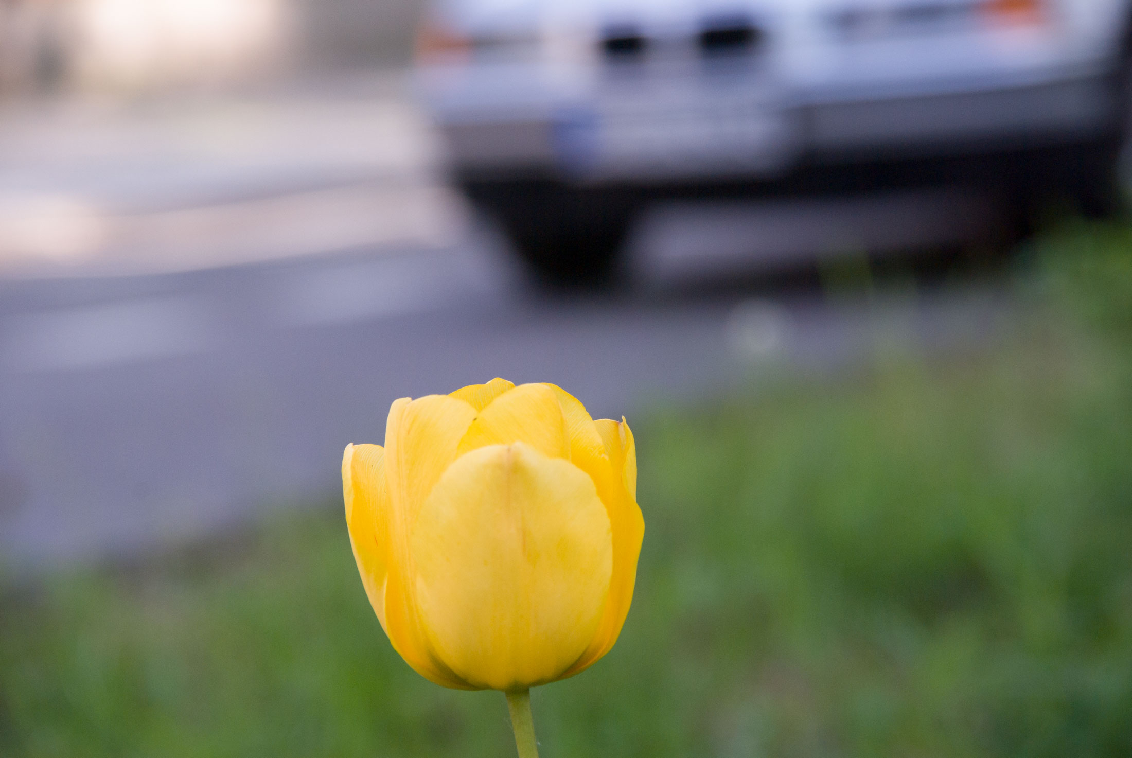 Blumen und Verkehr. Foto: Hufner