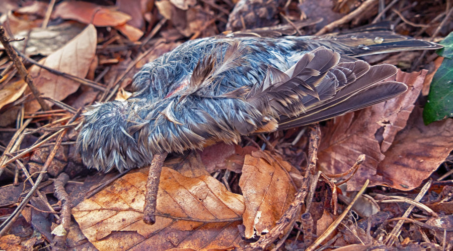 Ein toter Vogel. Foto: Hufner