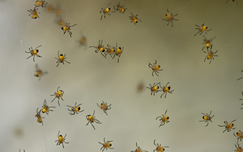 Die spinnen. Foto: Hufner